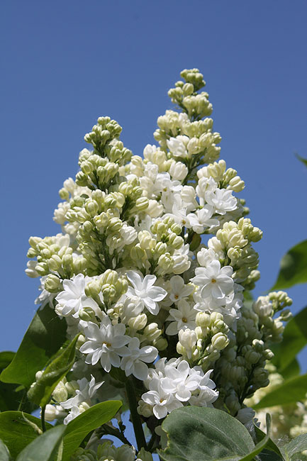 syringa vulgaris "Zashchitnikam Bresta"